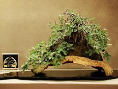 149 BONZAI A MAULEVRIER 2016_000024